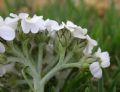 Achillea clavenae